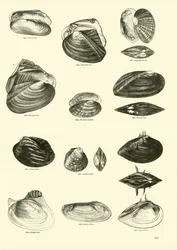 Side fra The Pictorial Museum of Animated Nature