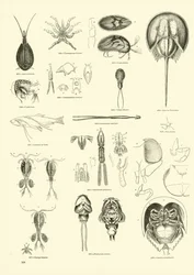 Side fra The Pictorial Museum of Animated Nature