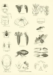 Side fra The Pictorial Museum of Animated Nature