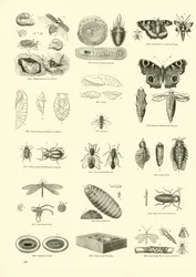 Side fra The Pictorial Museum of Animated Nature