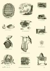 Side fra The Pictorial Museum of Animated Nature