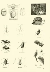 Side fra The Pictorial Museum of Animated Nature