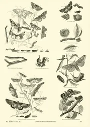 Side fra The Pictorial Museum of Animated Nature