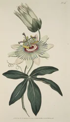 Passiflora Caerulea (Common Passion Flower), fra The Botanical Magazine eller Flower Garden Displayed, pub. 1786 (håndfarvet gravering)