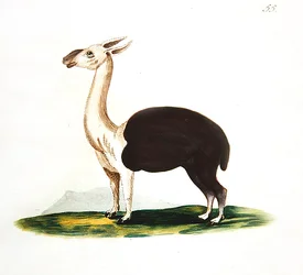 Peruansk guanaco, ca. 1810 (akvarel på papir)