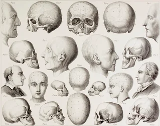 Frenologisk illustration, der viser hjernens psykologiske relationer, fra et tryk fra det 19. århundrede