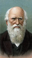 Portræt af Charles Robert Darwin (1809-1882) - Fra serien "" Leaders of Men"" - Chromolithography - English School, 20. århundrede -