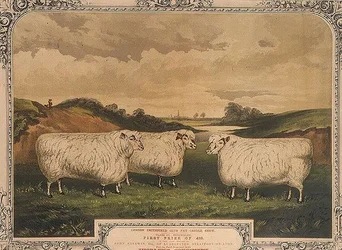 Pris Cotswold-får, fodret med mad krydret med Thorleys krydderi, til minde om London Smithfield club fede kvægshow, indgraveret af M. Gauci (fl.1810-46) c.1840 (litho)