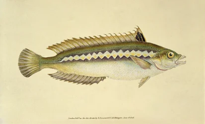 Rainbow Wrasse, Pl.96 fra "The Natural History of British Fishes", udgivet af E. Donovan og F.C.  J. Rivington