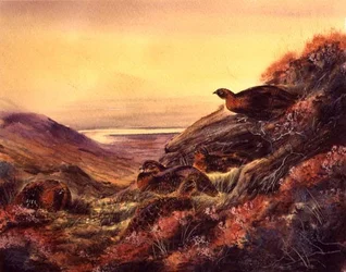 Skotske urhøns på heden, ca. 1890