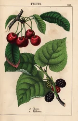 Røde kirsebær og morbærfrugt   , fra "The Instructive Picturebook, or Lessons from the Vegetable World," [Charlotte Mary Yonge], Edinburgh