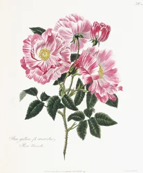 Gallisk rose, 1796-1799