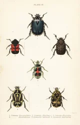 Rosenbiller: Cetonia fascicularis 1, Heterorhina macleayi 2, Gametoides subfasciata 3, spillebille, Eupoecila australasiae 4, Gymnetis hieroglyphica 5 og Gymnetis marmorea 6