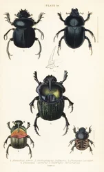 Hellig skarabæ, Scarabaeus sacer 1, møgbiller, Onthophagus nuchicornis 2, Coprophanaeus lancifer 3, Sulcophanaeus carnifex 4, og jordgravende møgbille, Geotrupes stercorarius 5