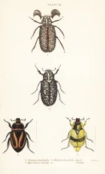 Scarab biller: Pelidnota pulchella subsp
