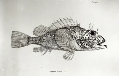 Skorpionfisk, tavle 8 fra „Zoologien på H.M.S. Beagles rejse, 1832-36“ af Charles Darwin