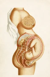 Semi-diagrammatisk sektion af en fuldtids graviditet, der viser fosterets position i utero, fra Handbook of Obstetric Nursing, udgivet i 1889