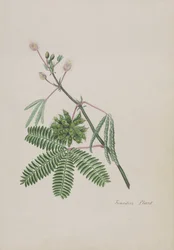 Sensitive Plant, illustration fra et album med digte, grafittegninger og akvareller, ca. 1828 (wc på papir)