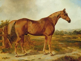 Sølvhale, portræt af en hest (olie på lærred)