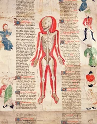 Skelet, fra De arte phisicali e de cirugia af John Ardene, 1412