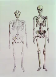 Skeletter af Australopithecus Boisei og Homo Sapiens