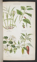 Spice Plants, fra 