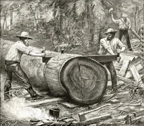 Splitters in the Bush, ca. 1880, fra 