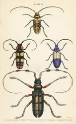 Sternotomis pulchra 1, Tragocephala formosa 2, hyldebær, Desmocerus palliatus 3 og Thysia wallichii 4