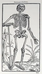 The Fore Part of the Bones, plade fra The Historie of Man udgivet af John Banister (1540-1610), 1578