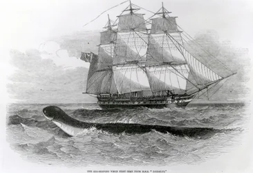 Den Store Havslang, da den først blev set fra H.M.S. Daedalus