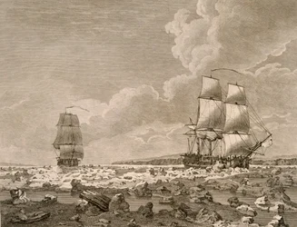 Væddeløbshest og kadaver, der tvinger gennem isen, 10. august 1773, fra A Voyage Towards the North Pole Undertake by His Majestys Command 1773, publiceret London 1774
