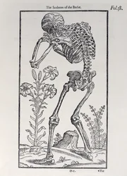 The Skeleton of the Backplate fra The History of Man udgivet af John Banister (1540-1610), 1578