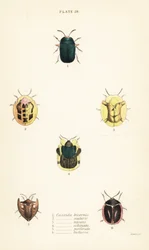 Skildpaddebiller: Omocerus bicornis 1, Cassida scalaris 2, Cassida micans 3, Cassida echinata 4, Cassida perforata 5 og Cassida luctuosa 6