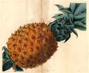 Bølgebladet ananas fra John Lindleys "Pomological Magazine"