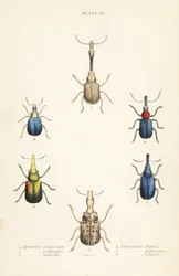 Snudebiller: Attelabus longicollis 1, Attelabus gemmatus 2, Attelabus ruficollis 3, Byctiscus populi 4, Rhycnhites pubescens 5 og Rhynchites collaris 6