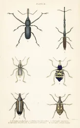 Snudebiller: Brentus ancharago 1, Rhina barbirostris 2, Curculio cuviera 3, Eupholus geoffroyi 4, Larinus ursus 5 og Curculio sphacelatus 6