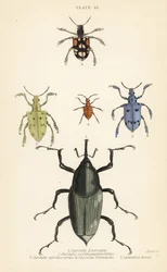 Snudebiller og biller: Curculio latreillii 1, Curculio sexdecempunctatus 2, Trichaptus mutillarius 3, Pissodes castaneus 4 og Calandra heros 5