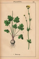 Gul ranunkel  , fra "The Instructive Picturebook, or Lessons from the Vegetable World," [Charlotte Mary Yonge], Edinburgh