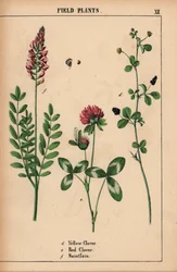 Gulkløver, rødkløver og saintfoin eller sainfoin  , fra "The Instructive Picturebook, or Lessons from the Vegetable World," [Charlotte Mary Yonge], Edinburgh