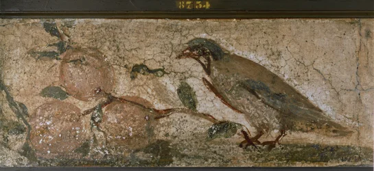Fugle og frugter fra Pompeji, Italien (vægmaleri)