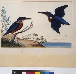 Helside: dyrestudie, ca. 1650-75 (tempera på pergament)