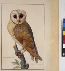 Helside: dyrestudie, ca. 1650-75 (tempera på pergament)