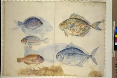 Helside: afbildning af fem fiskearter, ca. 1562-1580 (akvarel på papir)