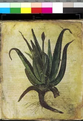 Helside: blomsterillustration: aloe
