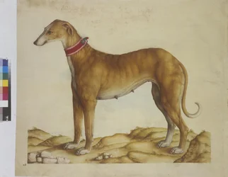 Helside: miniature: hund, ca. 1562-1580 (akvarel på papir)