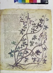 Helside: miniature med inskriptioner: Rubus tomentosus (miniature)