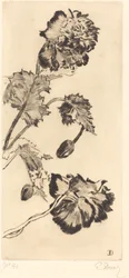 Blomster (Fleurs)