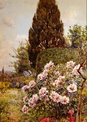 Peonies, Coddington, nær Ledbury (blyant og akvarel på papir)