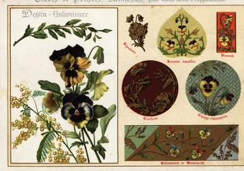 Billeder af stedmoderblomster og mimoser fra manuskripter og deres anvendelse