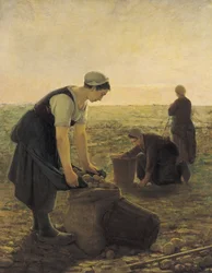 Kartoffelhøsten